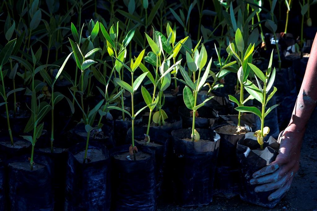 تولید 100 هزار اصله نهال حرا در روستای هفت رنگو جزیره قشم  