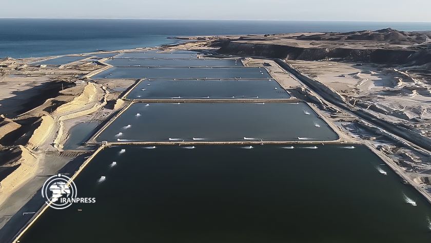Iran's Qeshm developing shrimp farms to increase export
